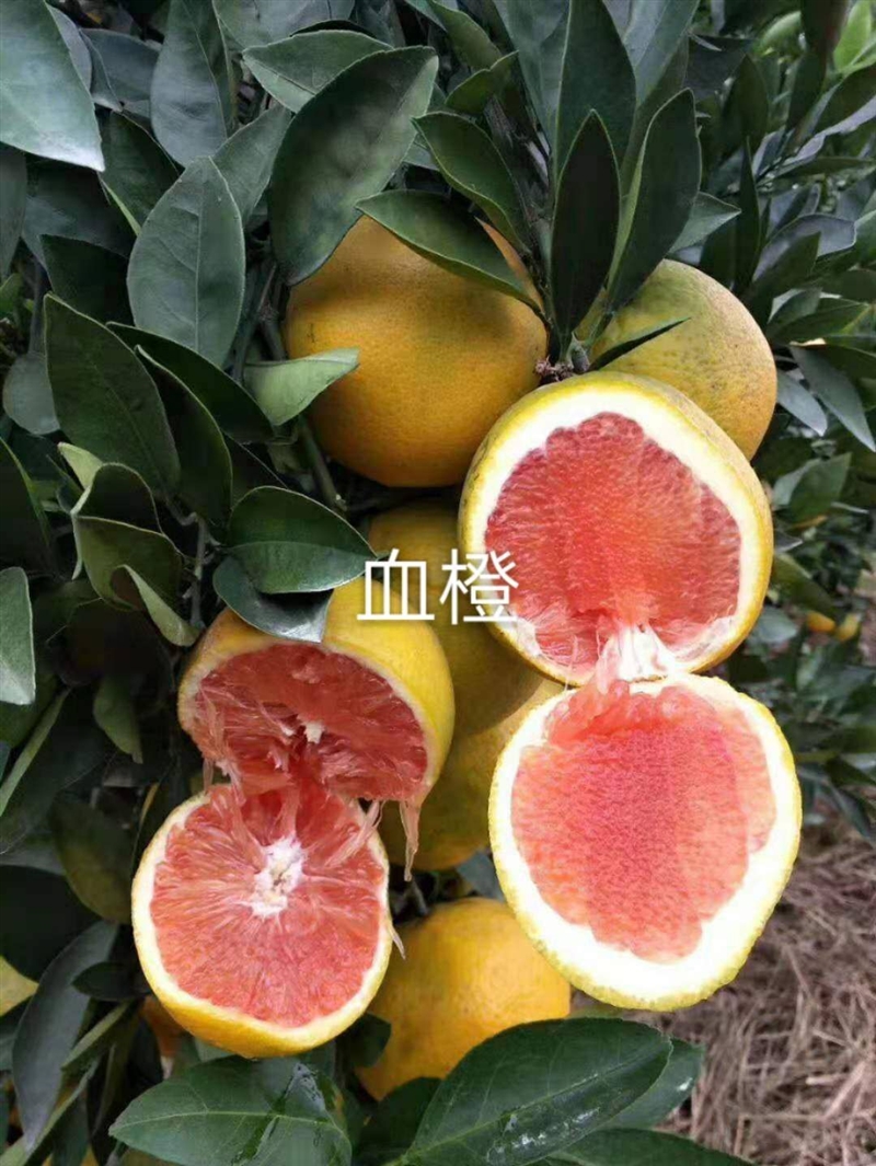 南北方新特优果树苗