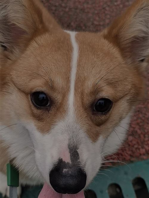 寻狗启事