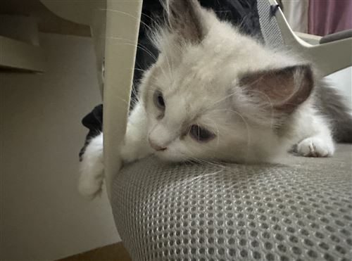 纯种布偶小猫