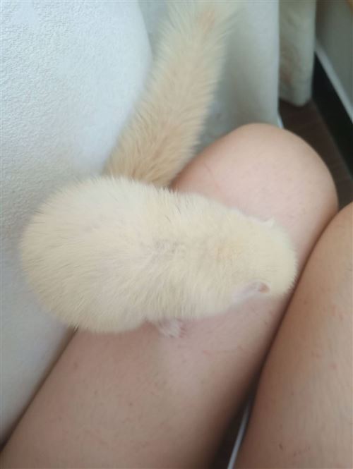 高白红腹松鼠
