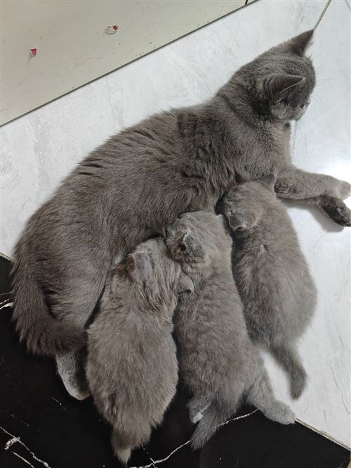 宠物出售